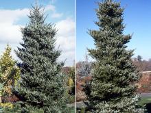 plant habit
