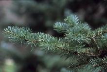 branch, needles 