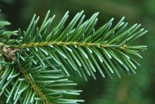 branchlet