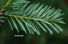 branchlet