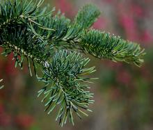 branchlets