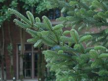 branches