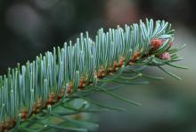 branchlet
