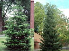 plant habit