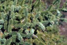 branchlets, needles