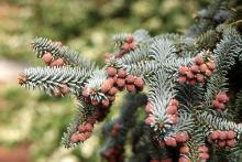 male (pollen) cones