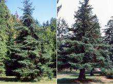 plant habit
