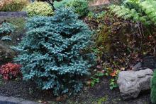 plant habit