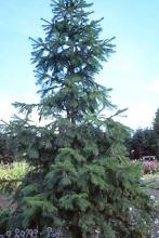 plant habit