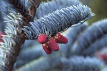 needles and young male (pollen) cones