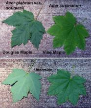 leaf, comparison