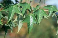 leaves