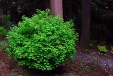plant habit, 4 years later