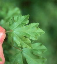 leaf