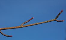 winter twig, buds