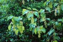 fruiting branch