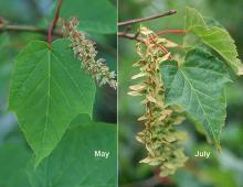 fruit clusters and leaves