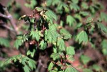 leaves