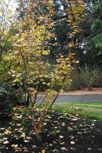 plant habit, fall