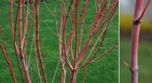 branches and bark, spring