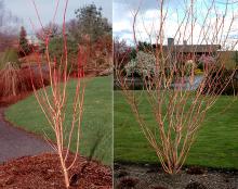 plant habit, winter/spring