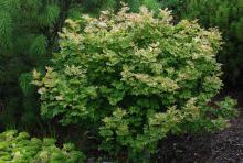 plant habit, summer