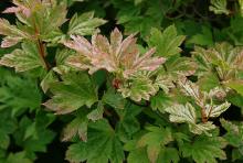 foliage, summer