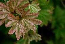 leaves, summer