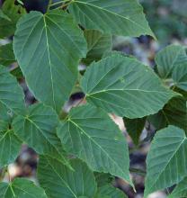 leaves, mature tree