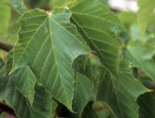 leaves, young tree