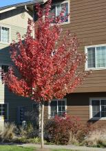 plant habit, fall