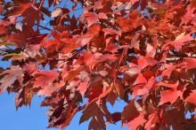 fall foliage