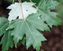leaves