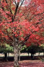 older tree, fall