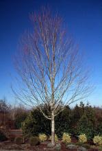 plant habit, winter