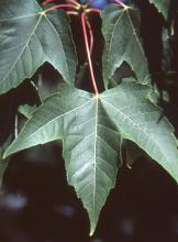 leaf