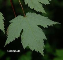 leaf, underside