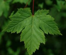 leaf