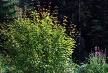 plant habit