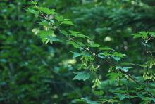 fruiting branch, shady site