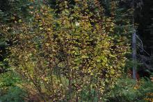 plant habit, fall