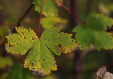 leaf,fall