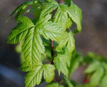 sometimes a leaf is compound (3 leaflets)