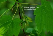 young fruit cluster
