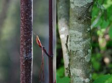 stem, spring bud and trunk