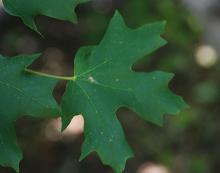 leaf