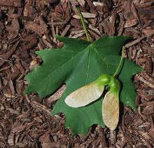 fruit and leaf