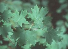 leaves