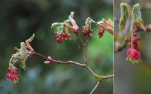 flowers and expanding leaves