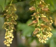 flowers and fruit